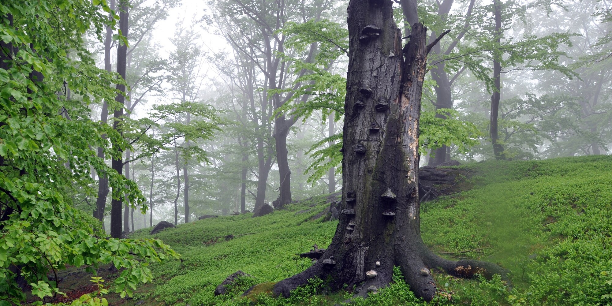 Bučiny, Jiří Hušek ml.