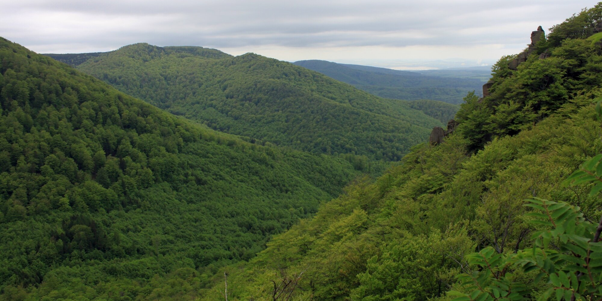 Jizerskohorské bučiny, Jiří Hušek ml.