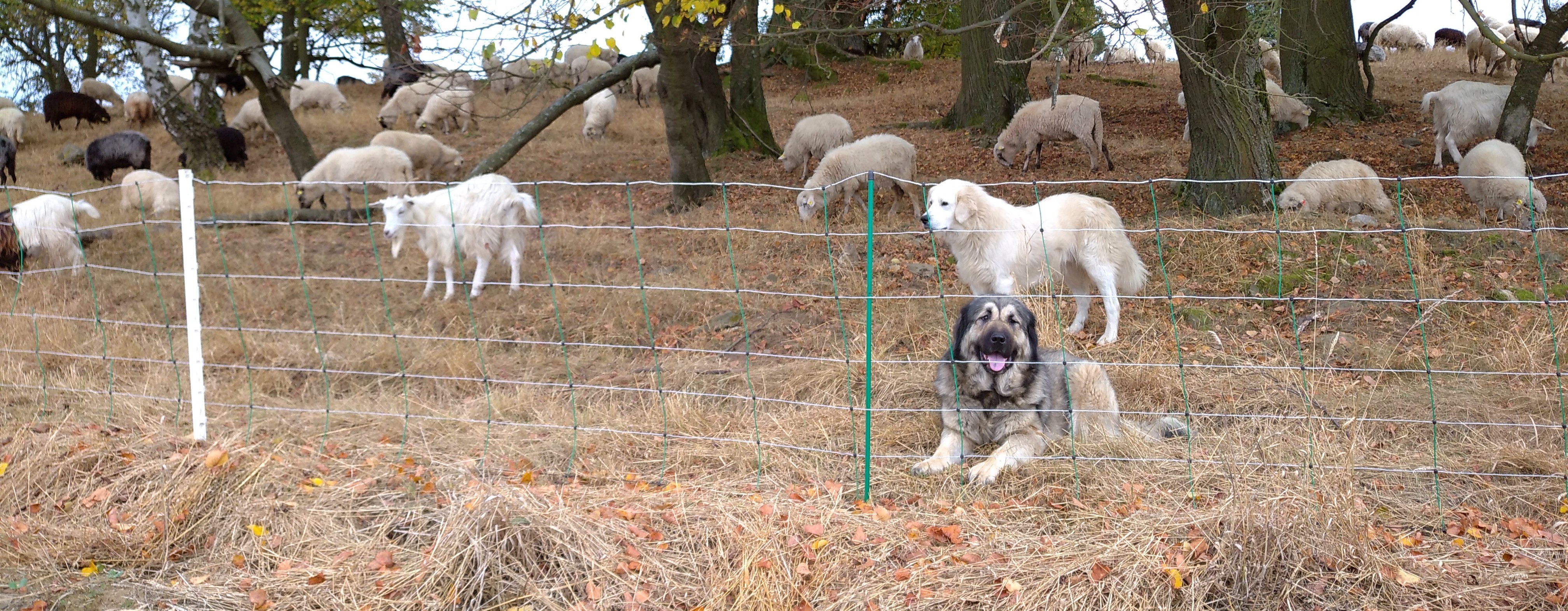 Pastevecký pes se stádem