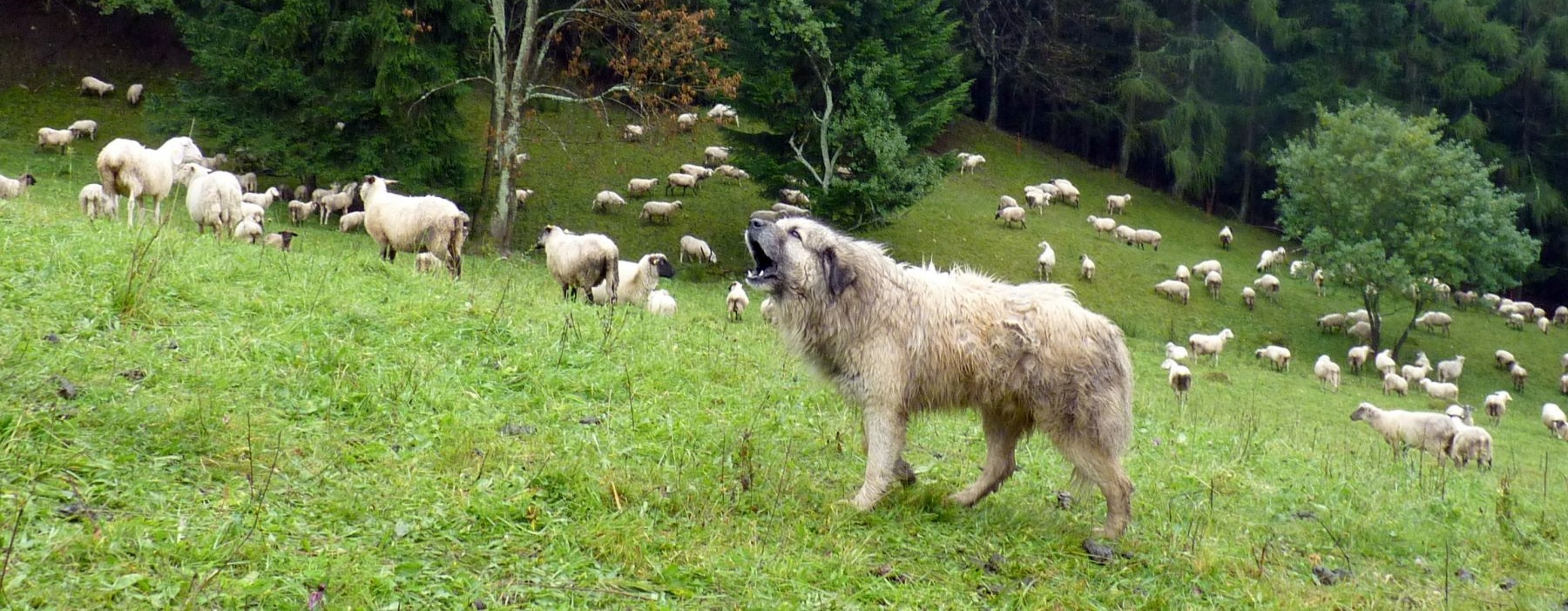 Pastevecký pes a stádo - Dana Bartošová