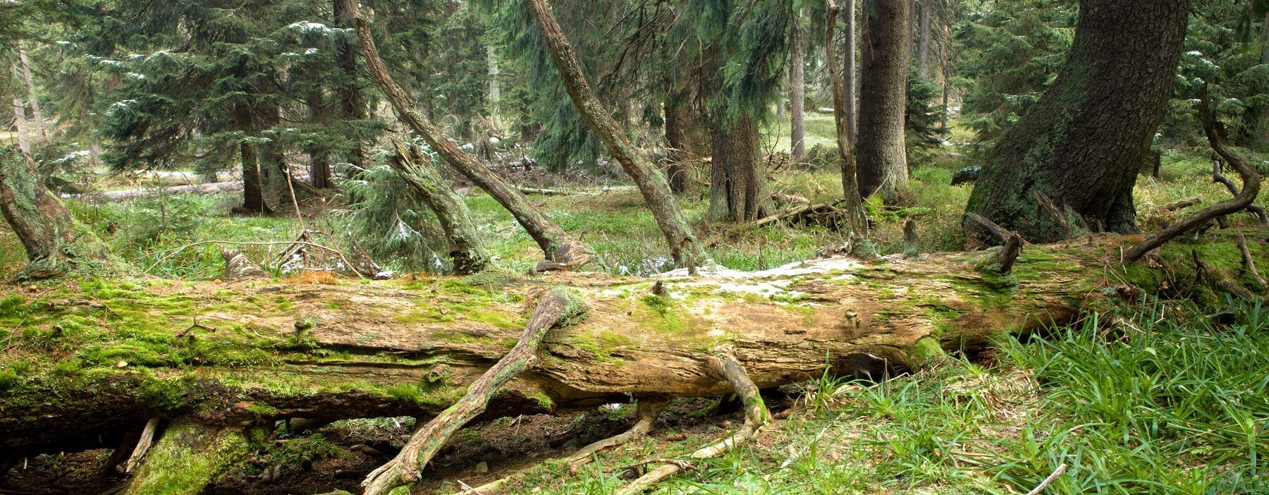 horský les - Petr Šaj