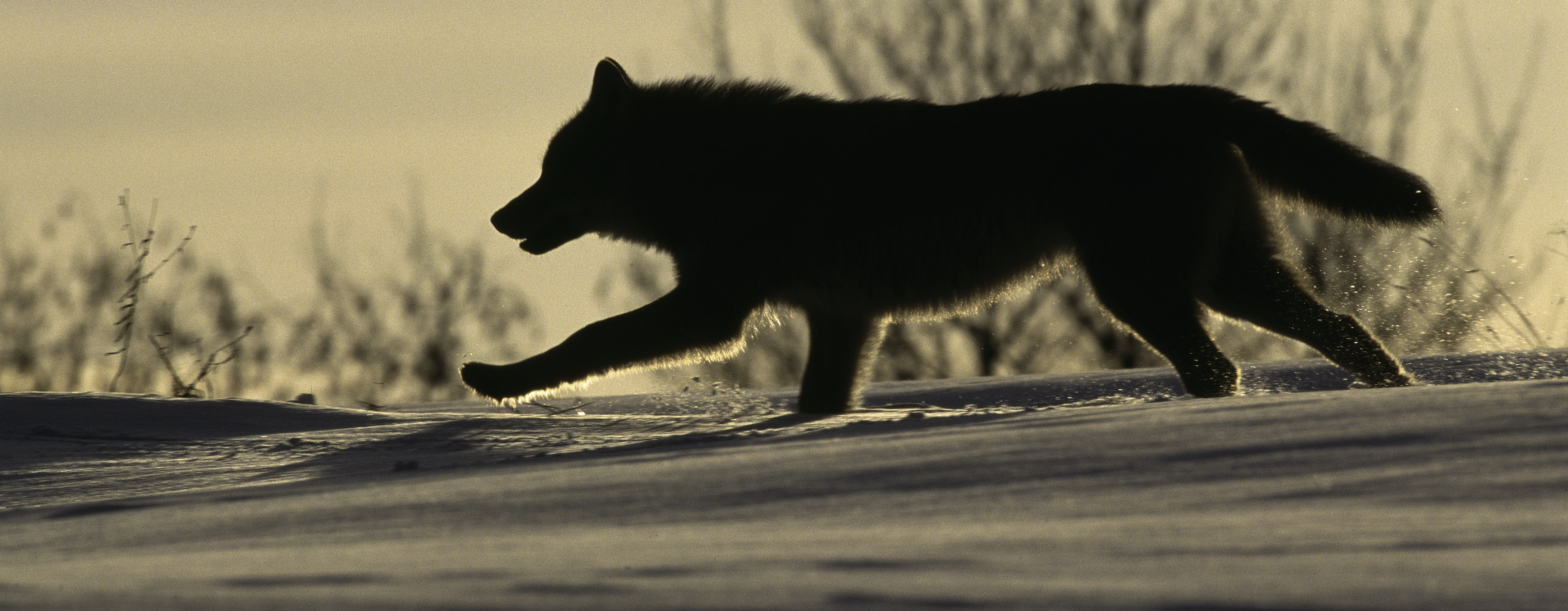Ilustrační fotografie vlka ve sněhu.