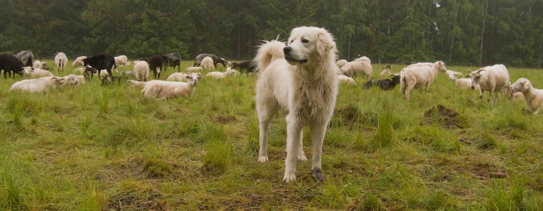 Pastevecký pes s ovečkami.