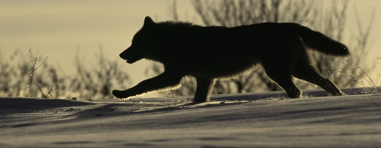 Ilustrační foto vlka v krajině.