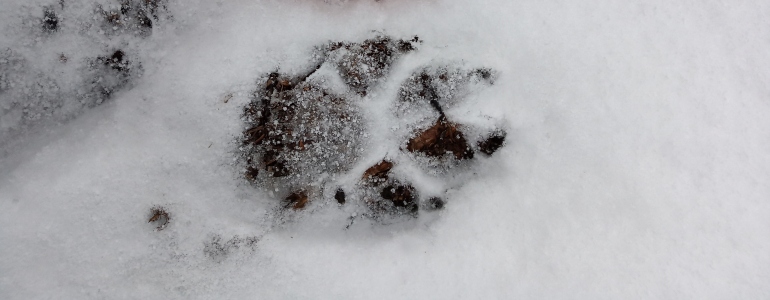 Výsledky mapování velkých šelem v Beskydech: vlci, rysové, medvěd nepotvrzen