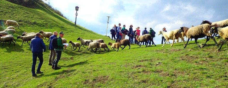 Ovce ženoucí na pastvu.
