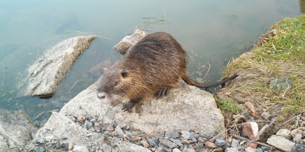 Nutrie říční na kamenu.