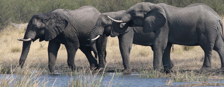 Sloni afričtí u napajedla.