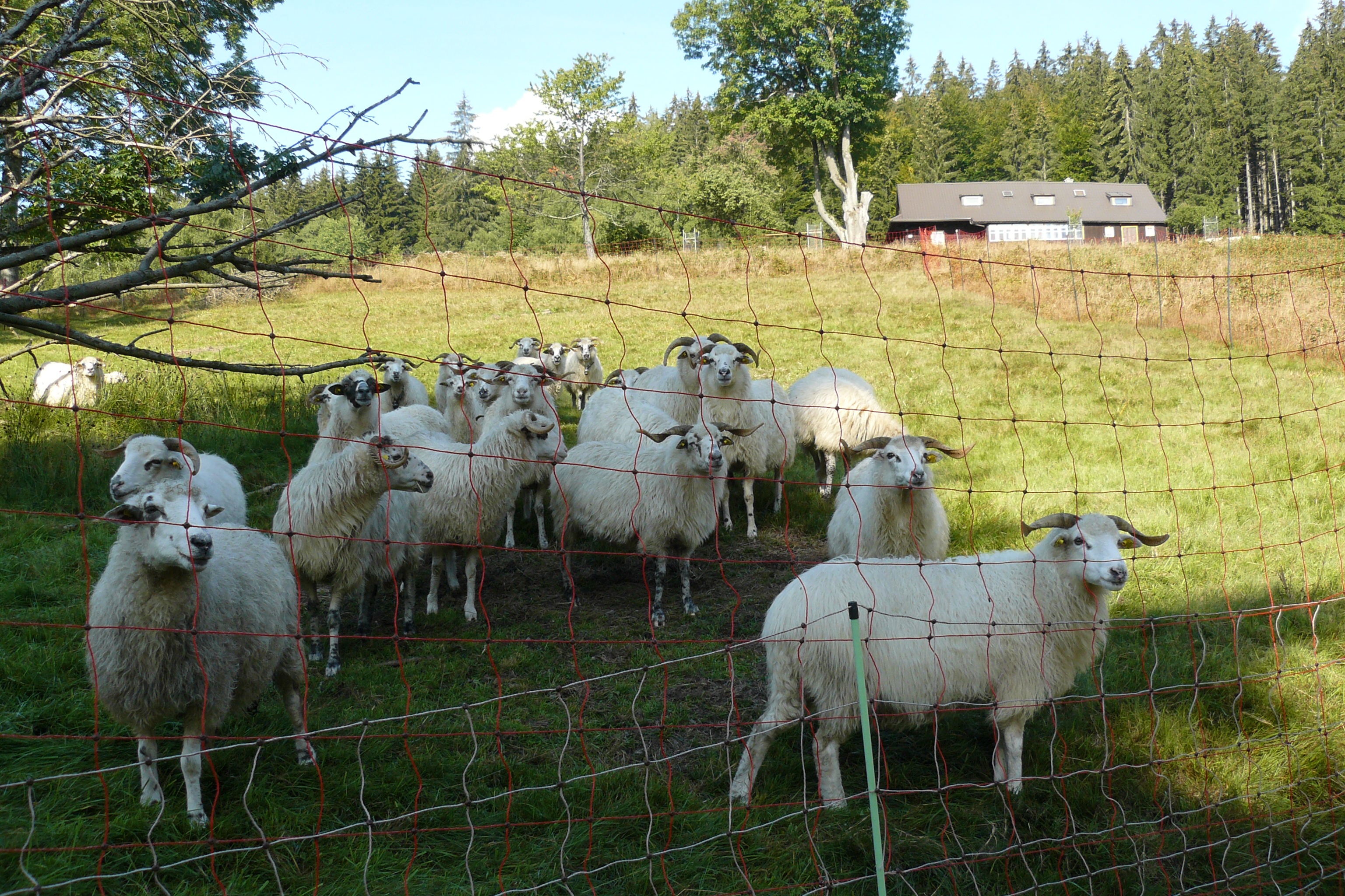 ovce - zvysene naklady na hospodareni