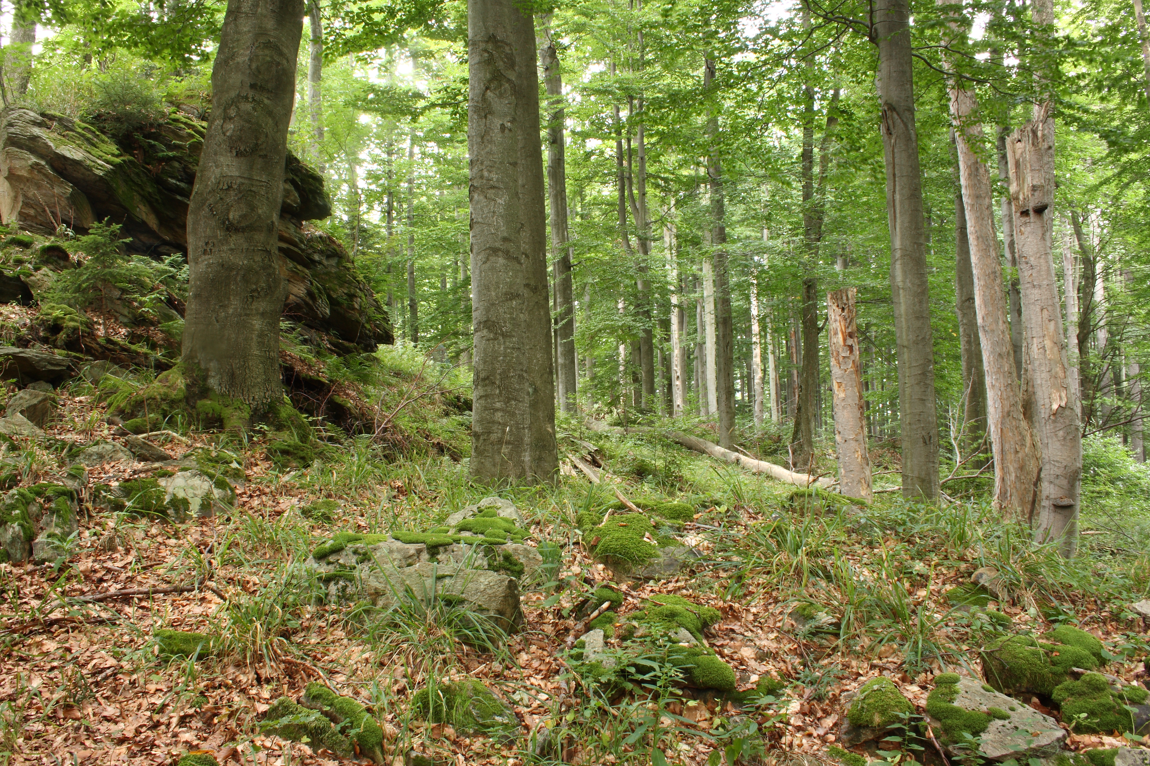 Bučina a mrazový srub v PR Malá Skála.