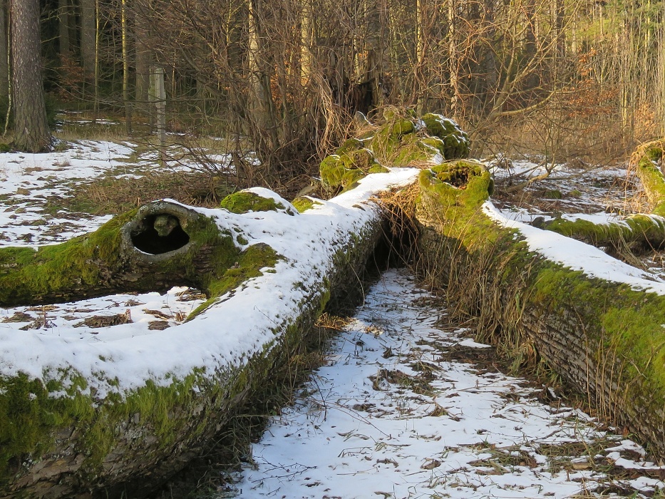 Husická lípa -lípa srdčitá - torzo.