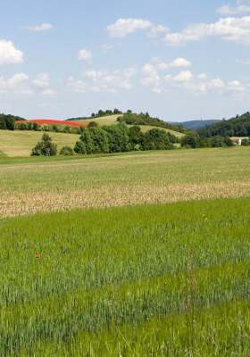 Mořinka celá.