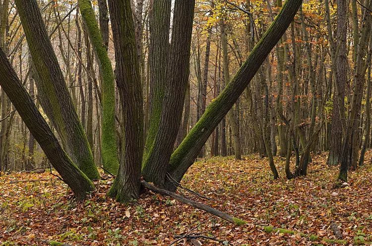 Charakteristika oblasti CHKO Český kras