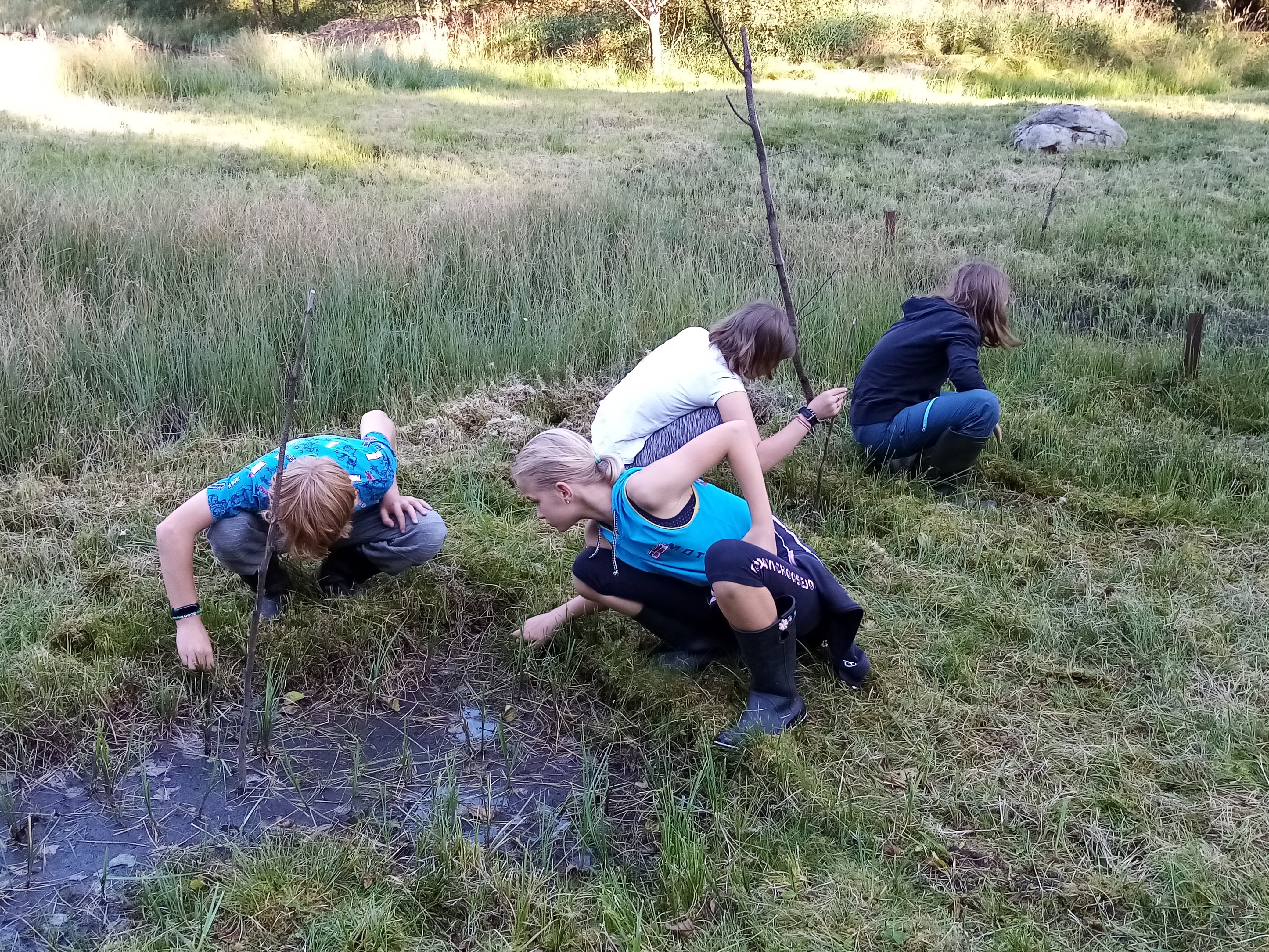 Monitoring rosnatky - Kolowratův rybník.