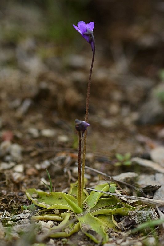 Tučnice obecná.