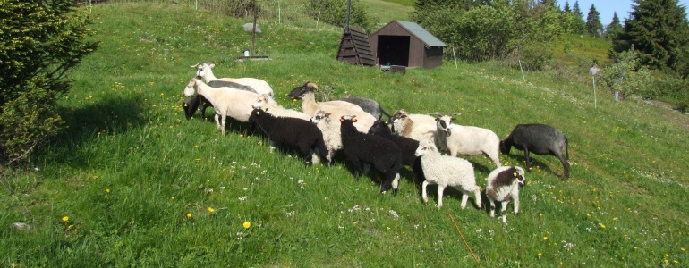 Malé stádo ovcí a koz na zelených svazích jesenické Ovčárny.