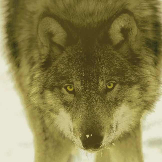 Detail vlka.