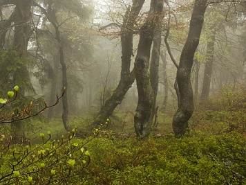 Bučina - NPR Bukačka.