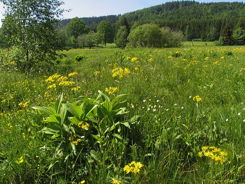 Trčkovská louka PR.