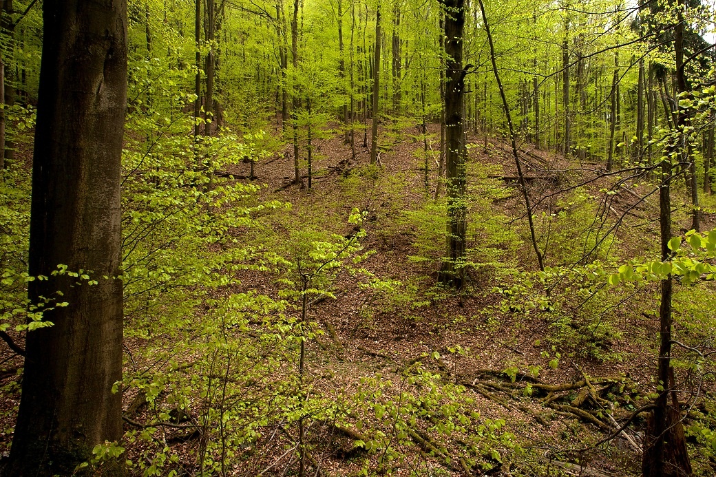 Bučina nad řekou Bělou.