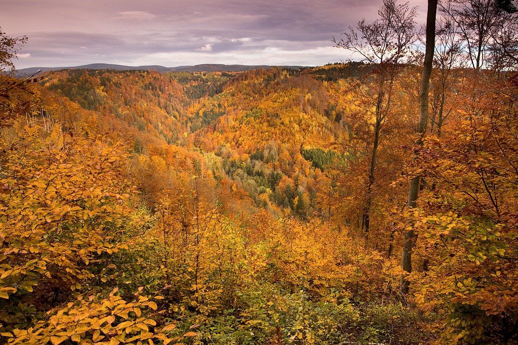 Bučina v Antoniíně údolí.