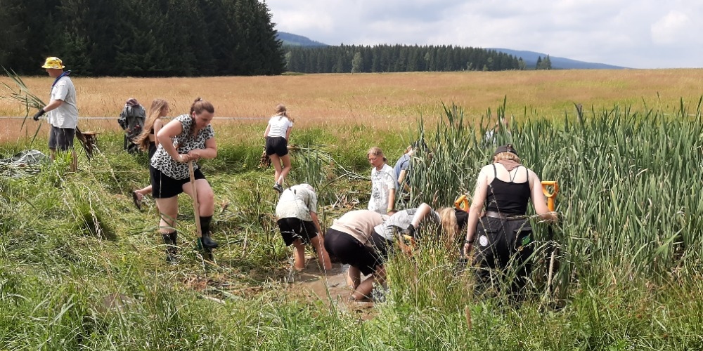 Skauti a skautky z Třebechovic bojují s orobincem při obnově tůně v Orlickém Záhoří. Foto: Monika Kašparová