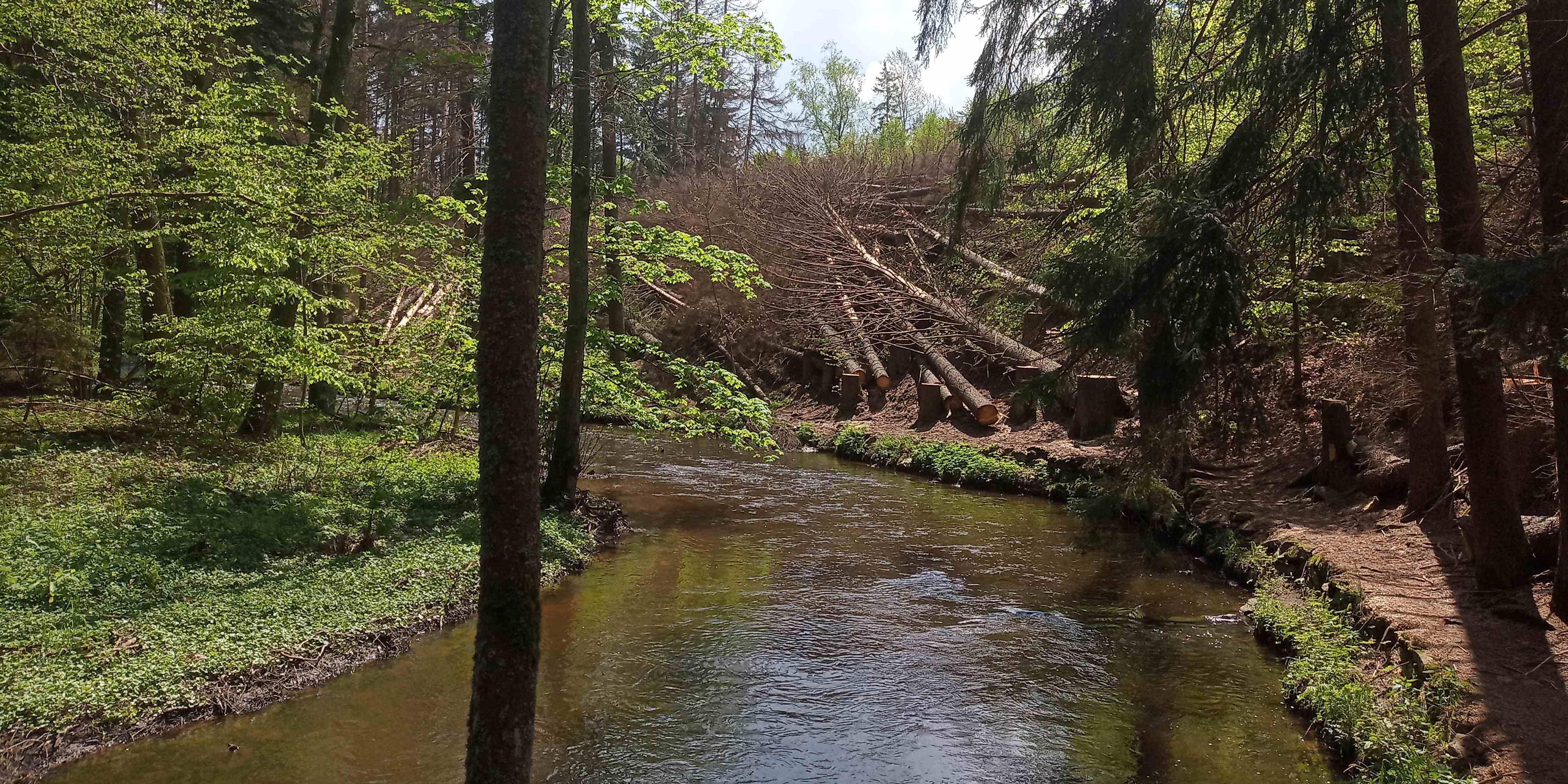 Pokácené odumřelé smrky u stezky. Foto: Aleš Kopecký