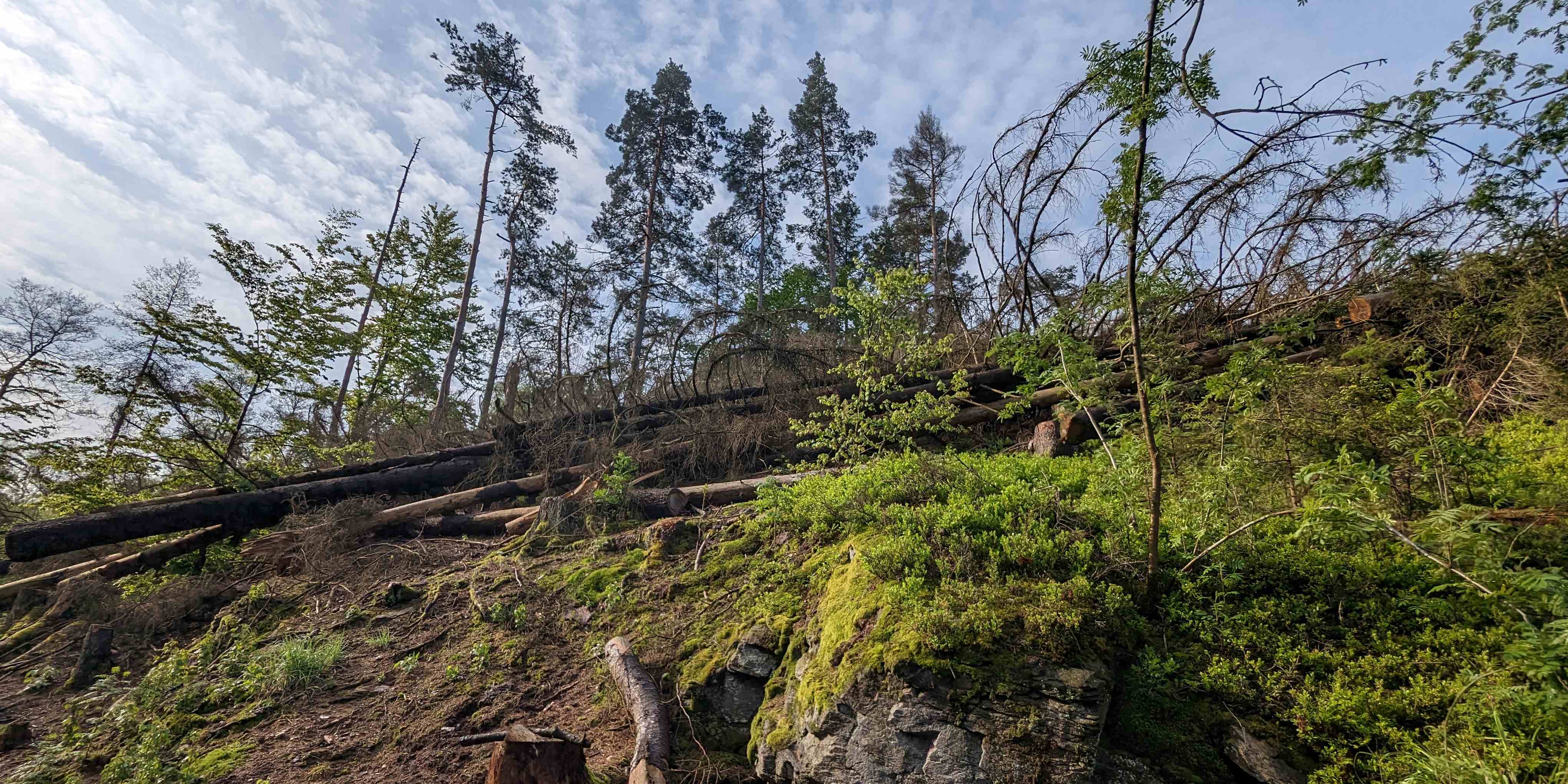 Živé a bezpečné stromy se nekácí. Foto: Ondřej Kozub