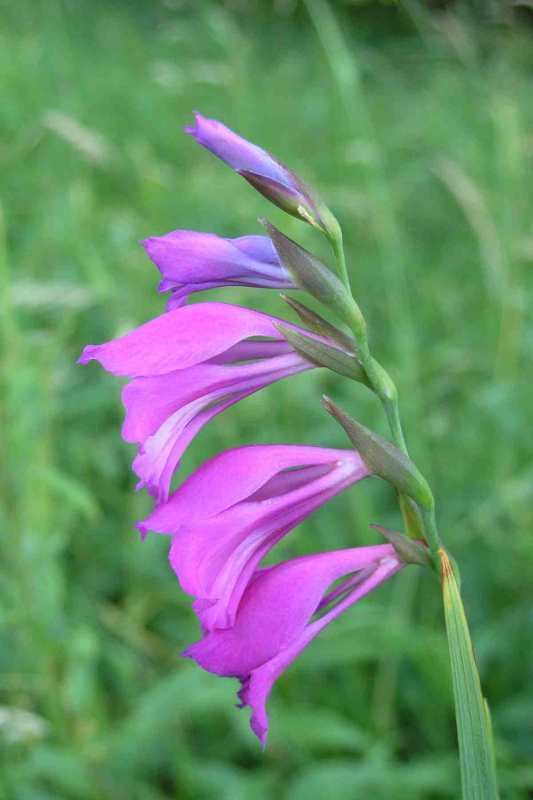 Rozkvetlý Gladiolus imbricatus.