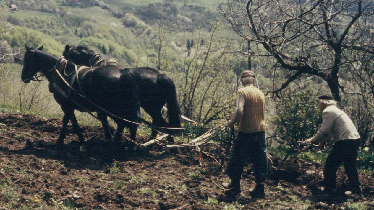 Orání pomocí koní.