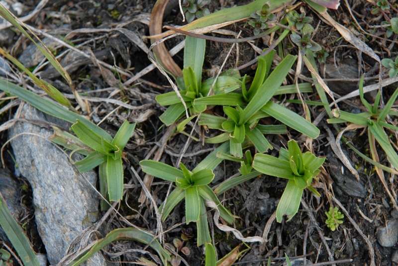 Okousaný Plantago atrata