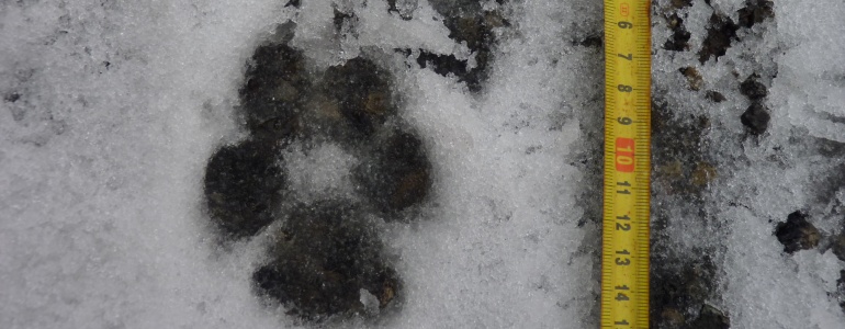 Fotografie vlčí stopy ve sněhu.